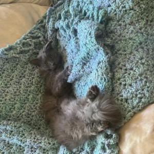 Image of Stealth, Lost Cat