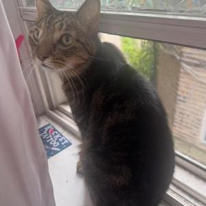 Image of Gucci, Lost Cat