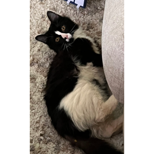 Image of Nyx, Lost Cat