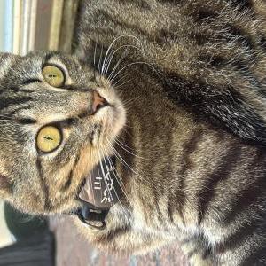 Image of Arya, Lost Cat
