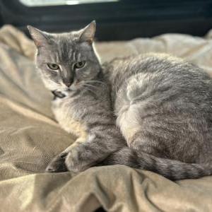 Image of Max, Lost Cat