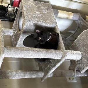 Image of Ares, Lost Cat