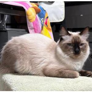 Image of Chloe, Lost Cat