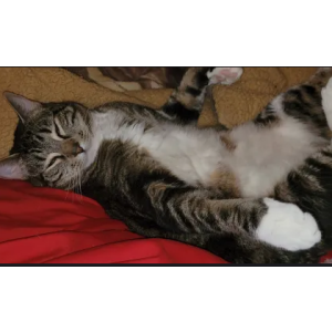 Lost Cat Mouse
