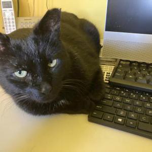 Lost Cat Weaver