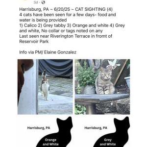 Image of don’t know, Found Cat