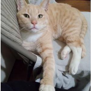 Image of Goji, Lost Cat