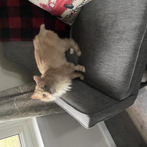Image of Stevie, Lost Cat