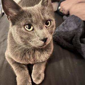 Image of Unknown, Found Cat