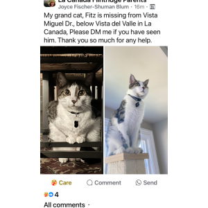 Lost Cat Fitz