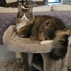 Image of Murphy, Lost Cat
