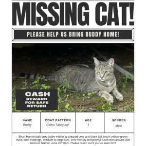 Image of Buddy, Lost Cat