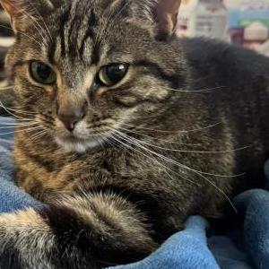 Lost Cat Indy