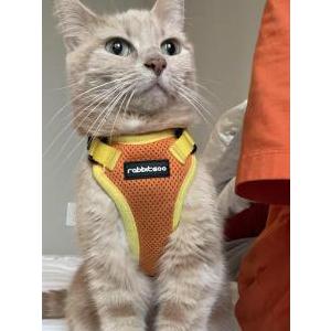Image of Lucky, Lost Cat