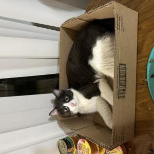 Lost Cat Lenard