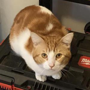 Lost Cat Benji