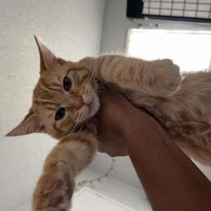 Image of Calib, Lost Cat