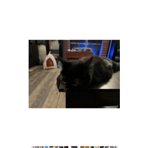 Image of Nomi, Lost Cat