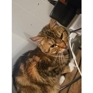 Lost Cat Jyn