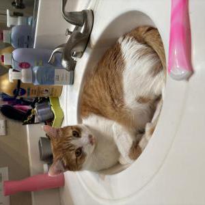 Image of Apple Juice, Lost Cat