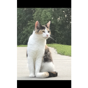 Lost Cat Tracy