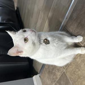 Lost Cat Trueno