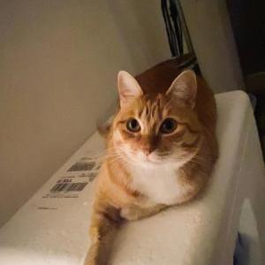 Image of Chiquis, Lost Cat