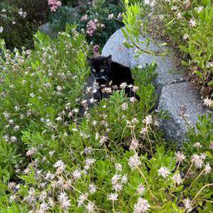 Image of unknown, Found Cat