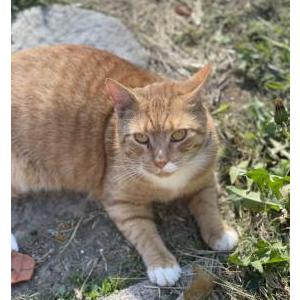 Image of Trumpet, Lost Cat