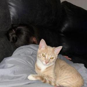 Lost Cat Benji