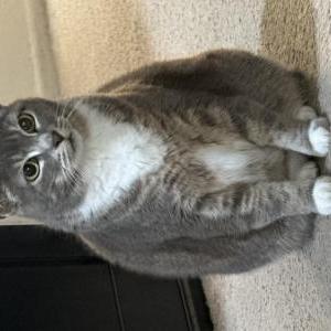 Image of Mara Jade, Lost Cat