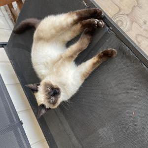 Image of Blanca, Lost Cat
