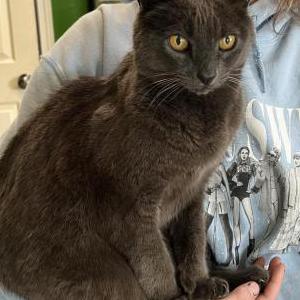 Image of Prudence, Lost Cat
