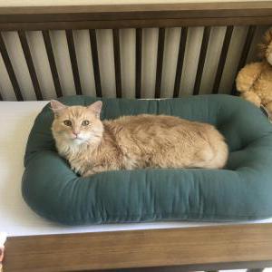 Image of Luca, Lost Cat