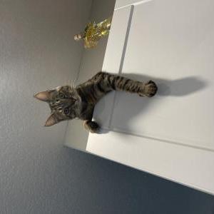 Image of Vito, Lost Cat