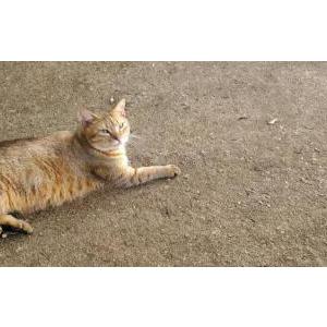 Image of Oak, Lost Cat