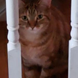 Image of Betsy, Lost Cat