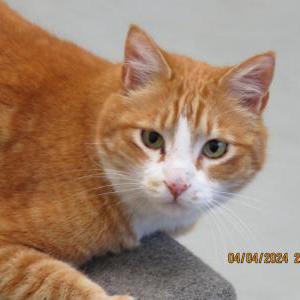 Lost Cat Clyde
