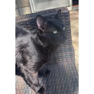 Image of Jude, Lost Cat