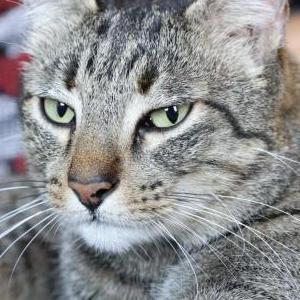 Lost Cat Slinky