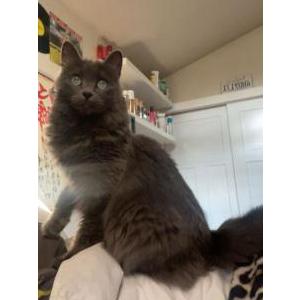 Image of Thumbalina (Whodie), Lost Cat