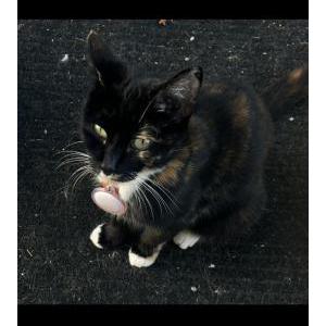 Lost Cat Mama