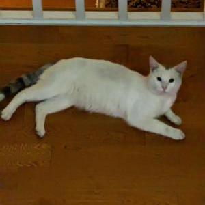 Lost Cat Dariush