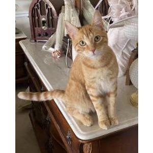 Image of Perry, Lost Cat