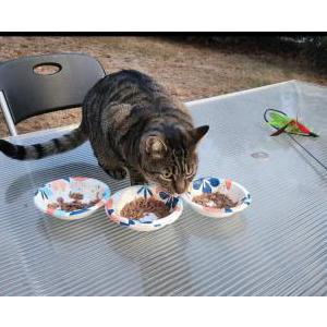 Lost Cat Ozzy