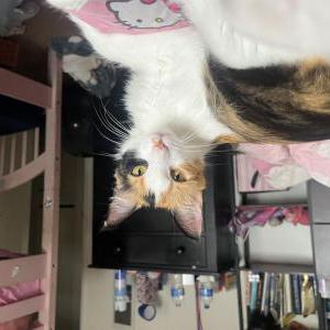Lost Cat Crumble