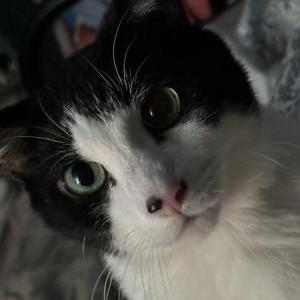 Lost Cat Archie