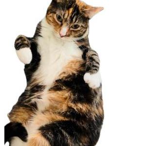 Lost Cat Ruz