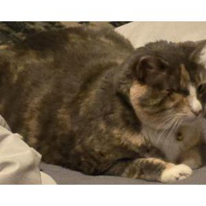 Lost Cat Luna
