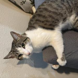 Image of Sushi, Lost Cat